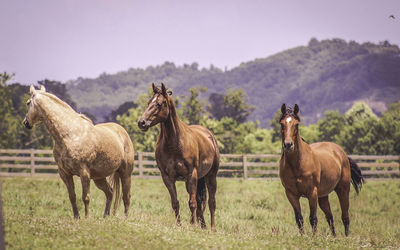 Three horses standing in farm