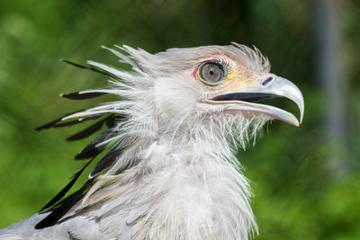 Close-up of a bird