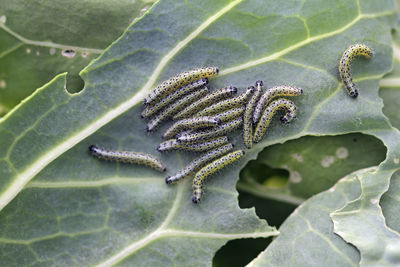 Close-up of green leaves on plant