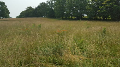 Scenic view of grassy field