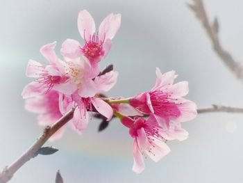 Close-up of pink cherry blossom