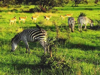 Horses grazing on field