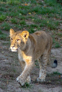 Full length of a lion walking on field
