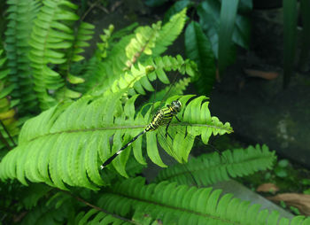 Close-up of caterpillar on leaf