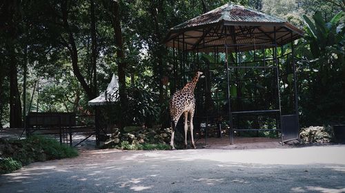 Giraffes in park
