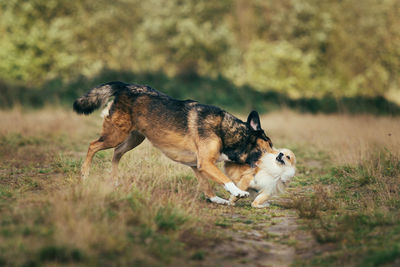 View of a dog on field