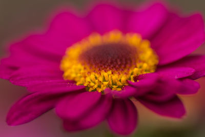 Close-up of pink flower