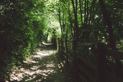 Walkway amidst trees in forest