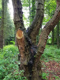 Trees growing in forest