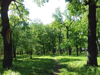 Trees in park