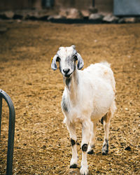 Sheep standing on field