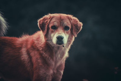 Portrait of dog