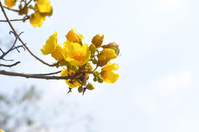 Low angle view of yellow flowering plant