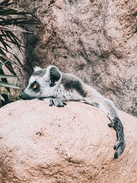 Sleepy ring-tailed lemur