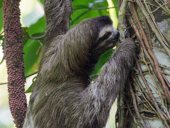 Close-up of sloth on tree trunk