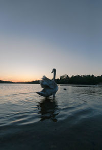 Swan swimming in a lake