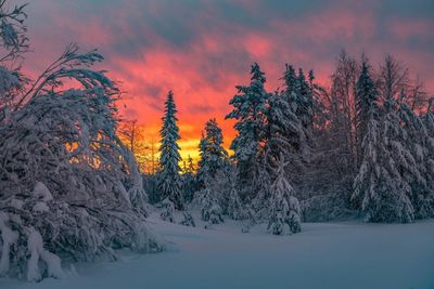 Snow covered trees against sky during sunset