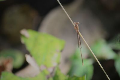 Close-up of damselfly on plant