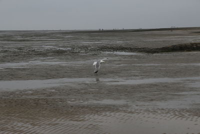 Seagull flying over beach