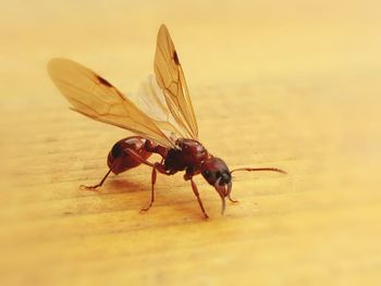 Close-up of insect