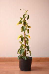 Close-up of potted plant on table against wall