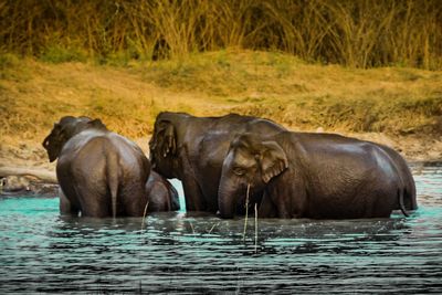 Elephant in a river