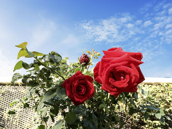 Close-up of red roses against sky