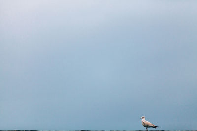 Bird perching on person by sea against clear sky