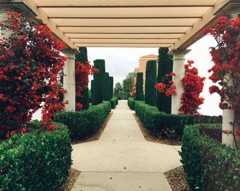 Footpath amidst plants in garden