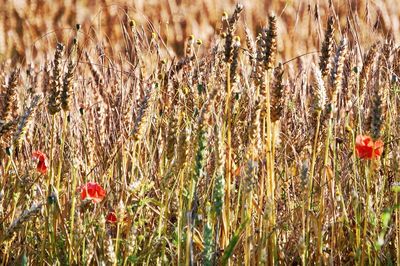 Close-up of wheat growing on field