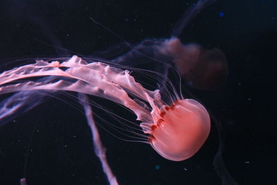 Close-up of jellyfish swimming in sea