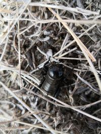 High angle view of insect on twig