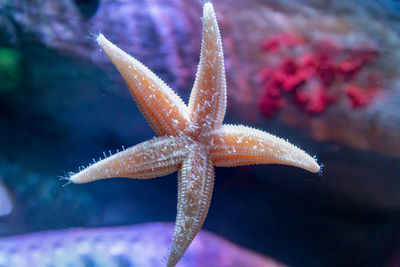 Close-up of starfish in sea