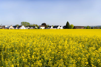 Scenic view of oilseed rape field against sky