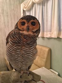 Close-up portrait of owl on sofa at home