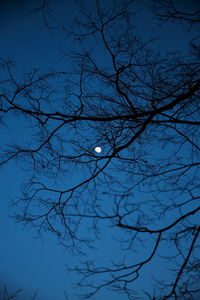 Low angle view of bare tree against blue sky