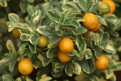 Close-up of orange fruits