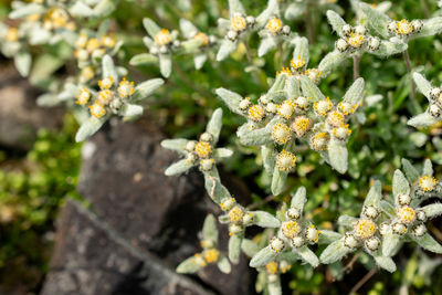 plant