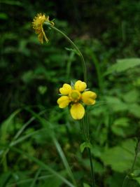 Close-up of yellow flower blooming in field