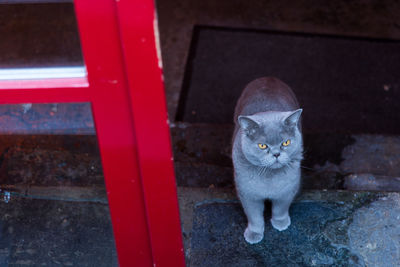 High angle portrait of cat on red metal