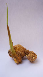 Close-up of dead plant against white background