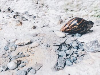 Close-up of snail on sand