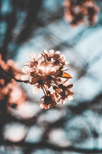 Close-up of flowers