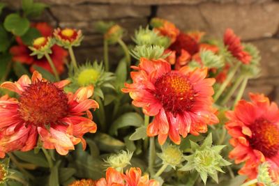 Close-up of red flower