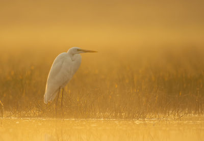 Great white heron in sunrise in misty morning