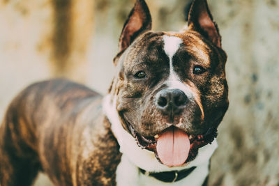 Close-up portrait of dog