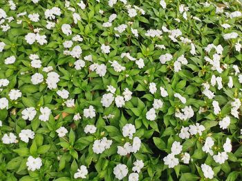 Full frame shot of white flowering plants on field