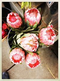 High angle view of pink roses