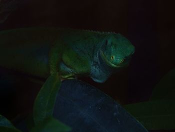 Close-up of lizard