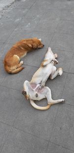 High angle view of dog sleeping on footpath